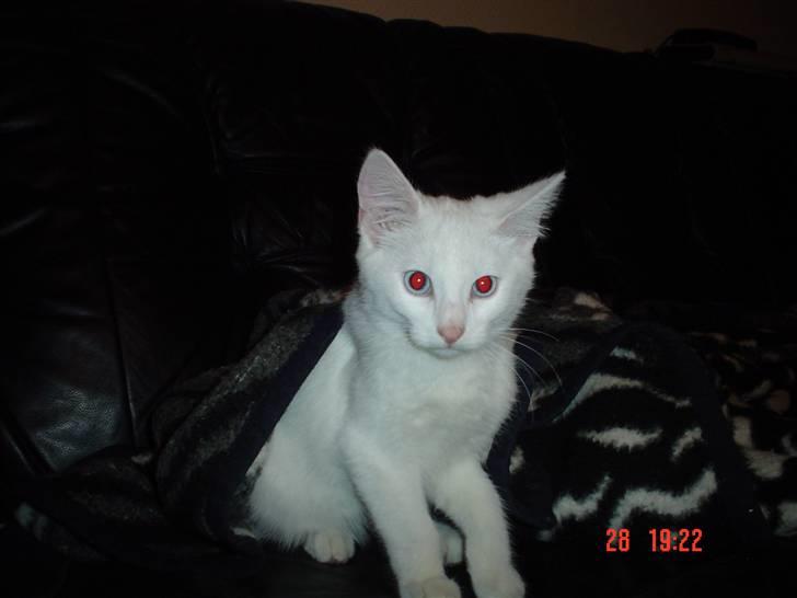 Huskat Sniff billede 6