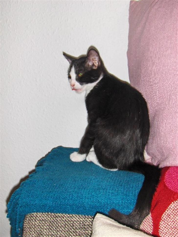 Huskat Blacki billede 15