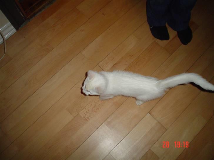 Huskat Sniff billede 7