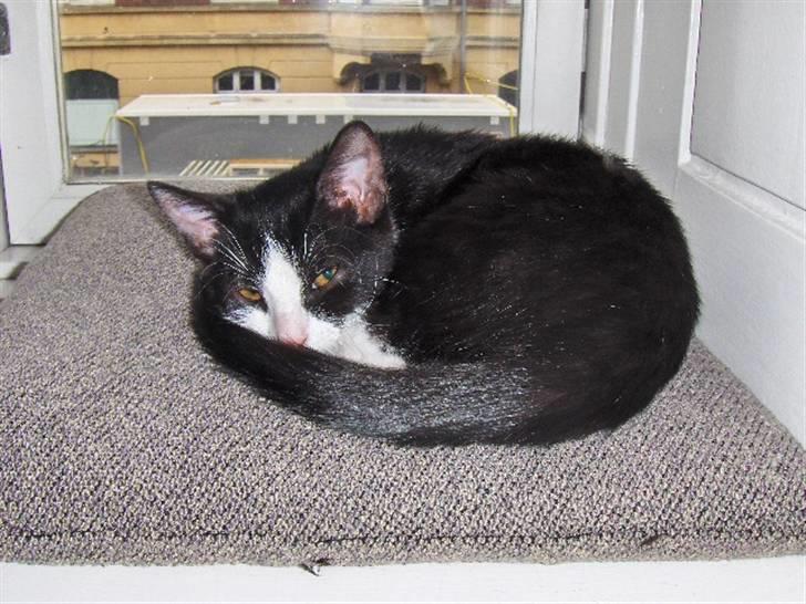 Huskat Blacki billede 16