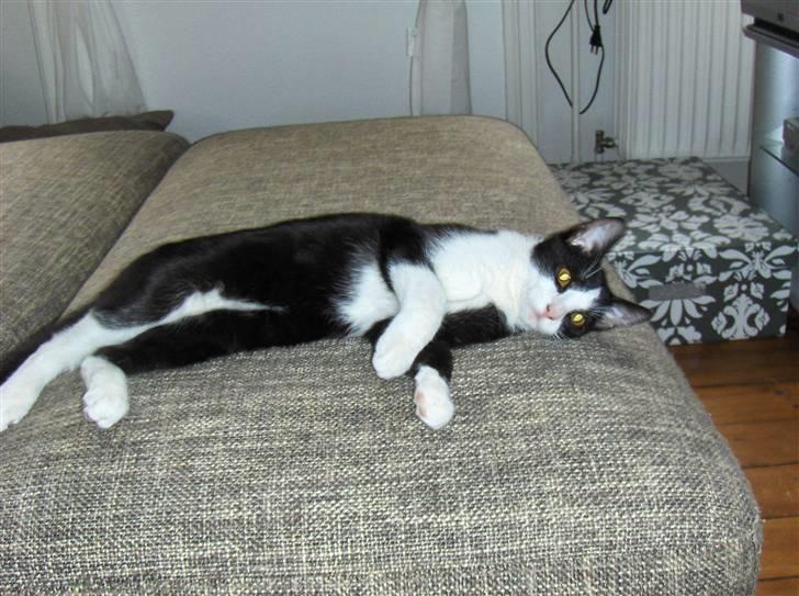 Huskat Blacki billede 17