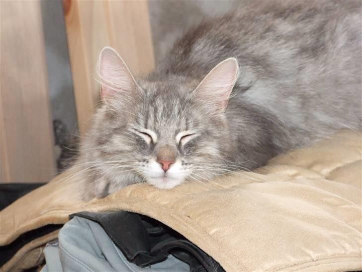 Norsk Skovkat Pjevs billede 1