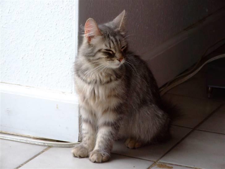 Norsk Skovkat Pjevs billede 2