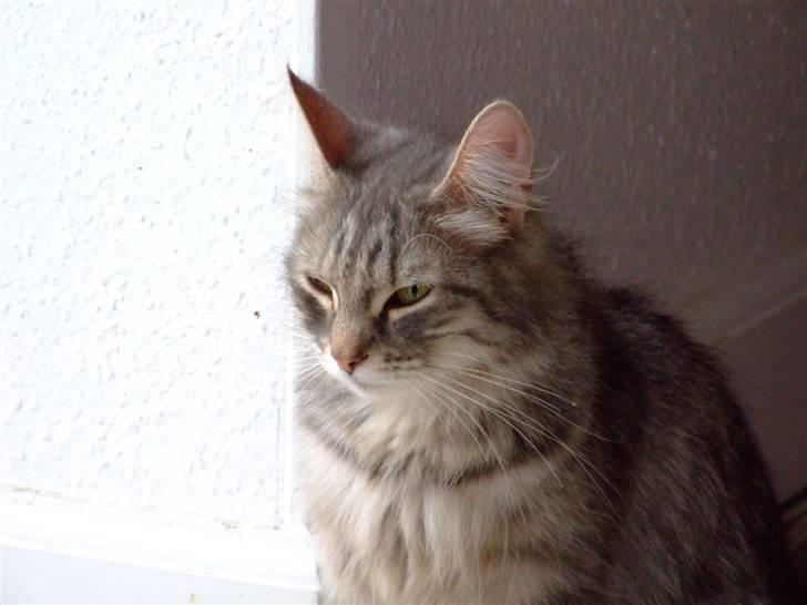 Norsk Skovkat Pjevs billede 3