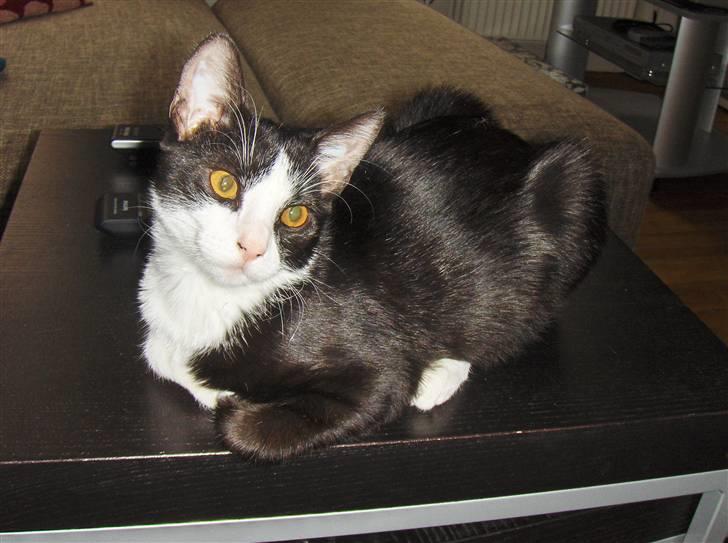 Huskat Blacki billede 18