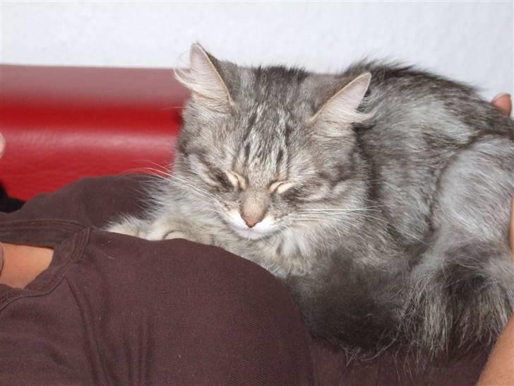 Norsk Skovkat Pjevs billede 4