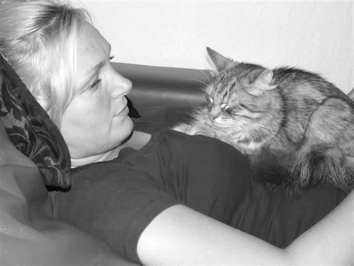 Norsk Skovkat Pjevs billede 5