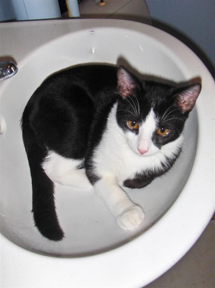 Huskat Blacki billede 19