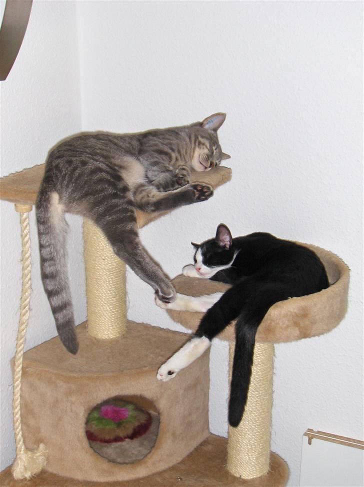 Huskat Blacki billede 20