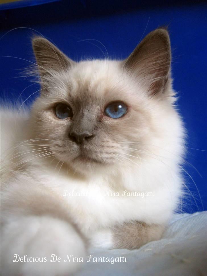 Hellig Birma R.I.P. Delicious De Nira - Nira 15 uger billede 1