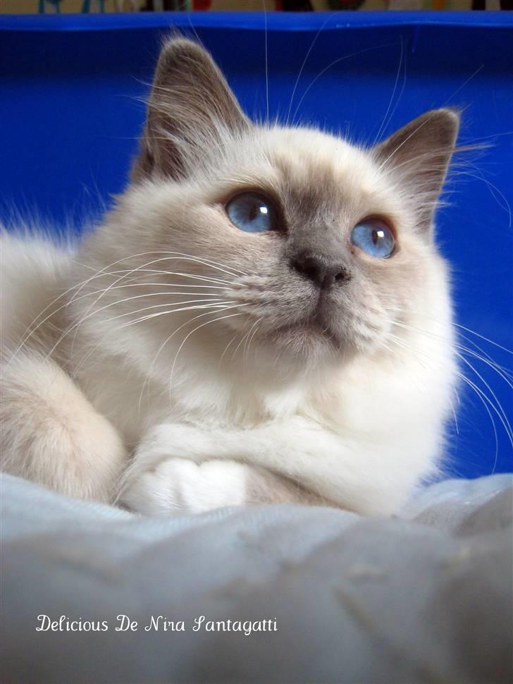 Hellig Birma R.I.P. Delicious De Nira - Nira 15 uger billede 2