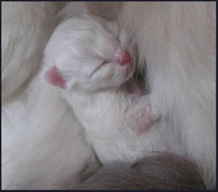 Hellig Birma R.I.P. Delicious De Nira - Nira 1 dag billede 3