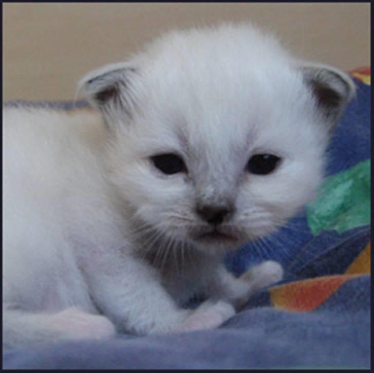 Hellig Birma R.I.P. Delicious De Nira - Nira 10 dage billede 4