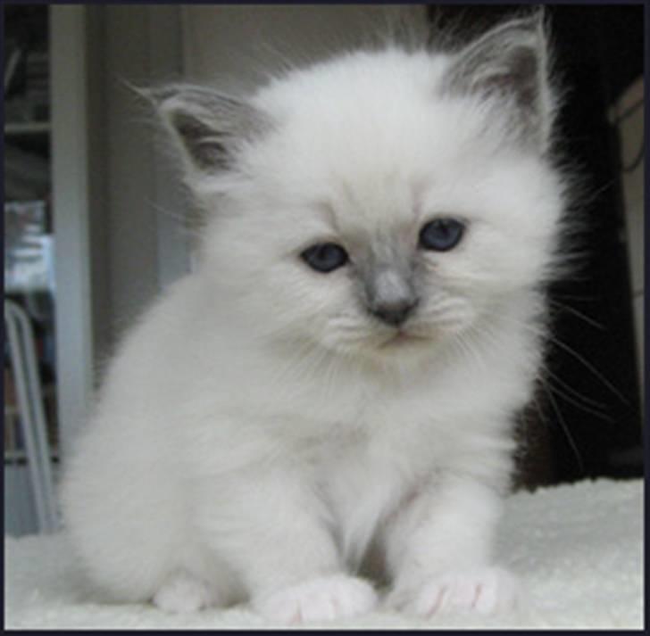 Hellig Birma R.I.P. Delicious De Nira - Nira 4 uger billede 5