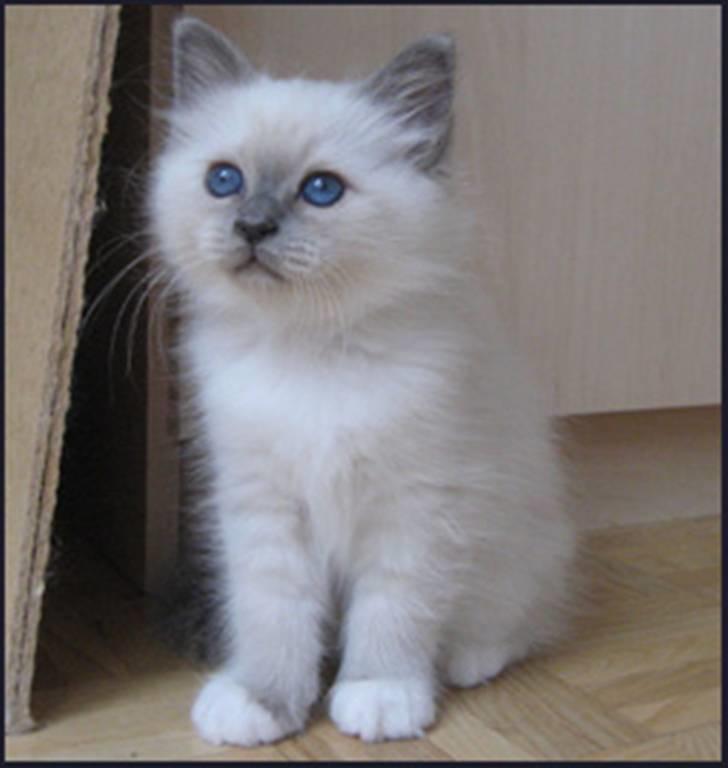 Hellig Birma R.I.P. Delicious De Nira - Nira 8 uger billede 6