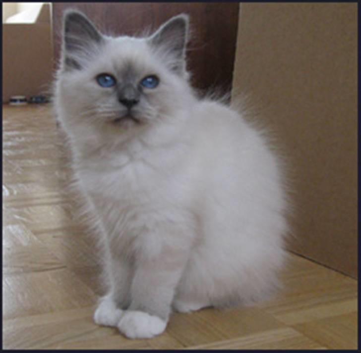 Hellig Birma R.I.P. Delicious De Nira - Nira 12 uger billede 7