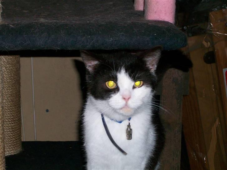 British Shorthair felix billede 15