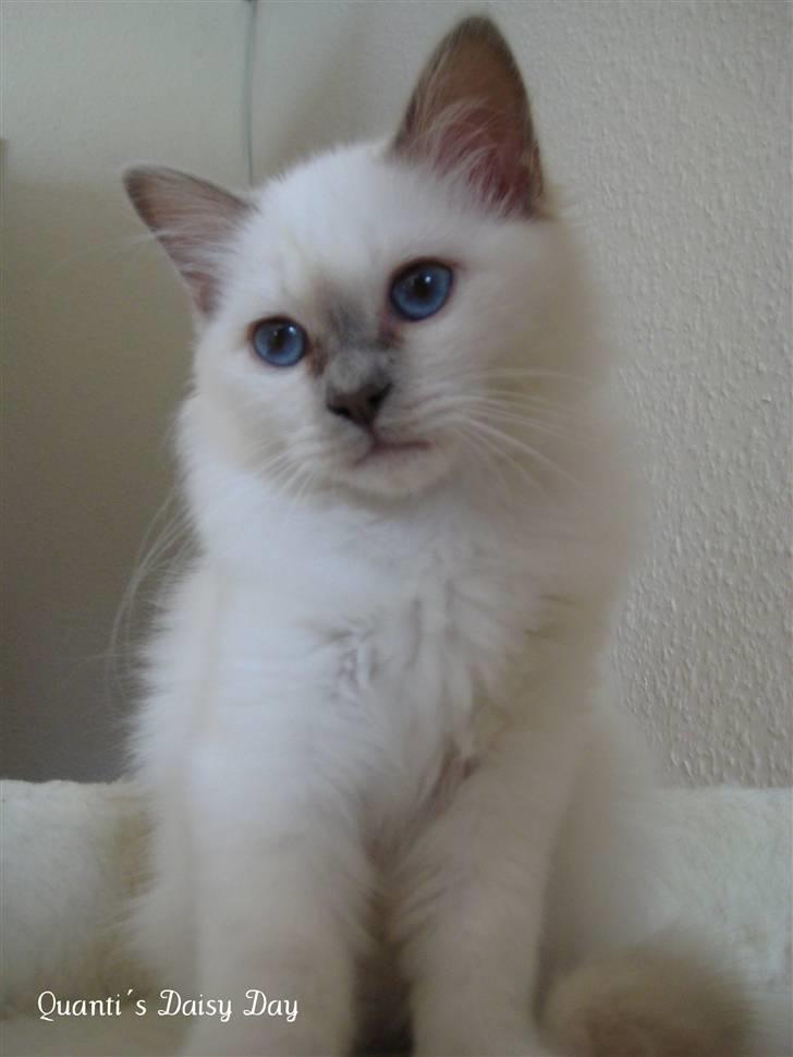 Hellig Birma RIP DK Quanti´s Daisy Day billede 1