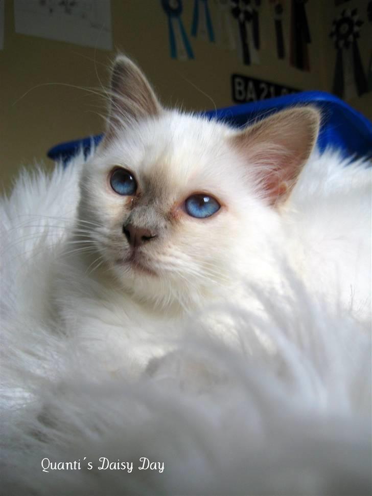 Hellig Birma RIP DK Quanti´s Daisy Day billede 2