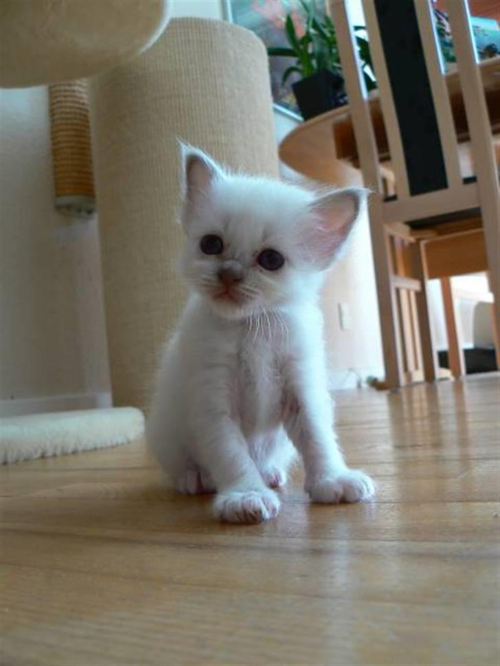 Hellig Birma RIP DK Quanti´s Daisy Day billede 3