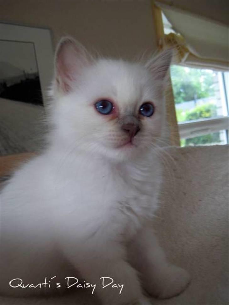 Hellig Birma RIP DK Quanti´s Daisy Day billede 4