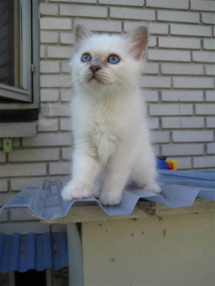 Hellig Birma RIP DK Quanti´s Daisy Day billede 5