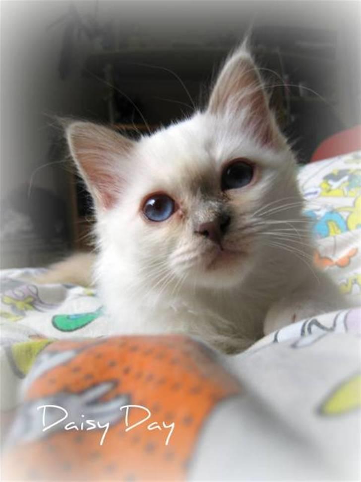 Hellig Birma RIP DK Quanti´s Daisy Day billede 6