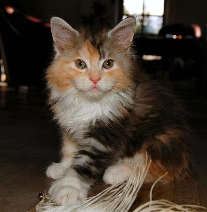 Maine Coon  Berta Bumble Bee P billede 6