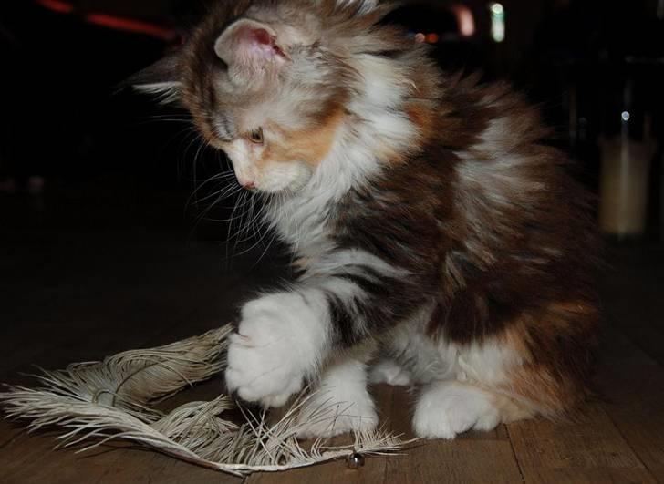 Maine Coon  Berta Bumble Bee P billede 7