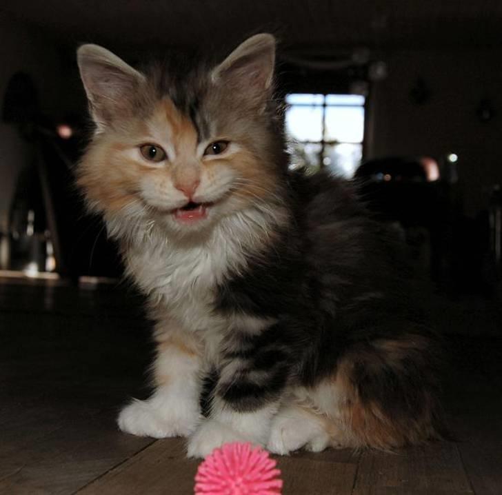 Maine Coon  Berta Bumble Bee P billede 8