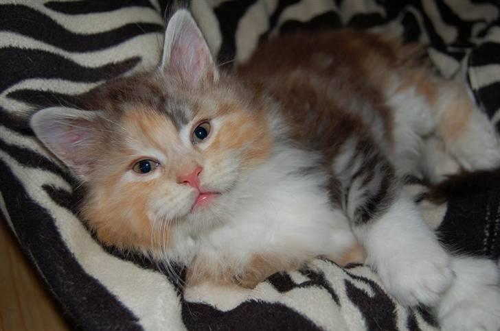 Maine Coon  Berta Bumble Bee P billede 9