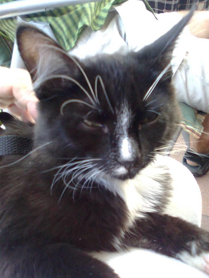 Blanding af racer Charlie billede 1