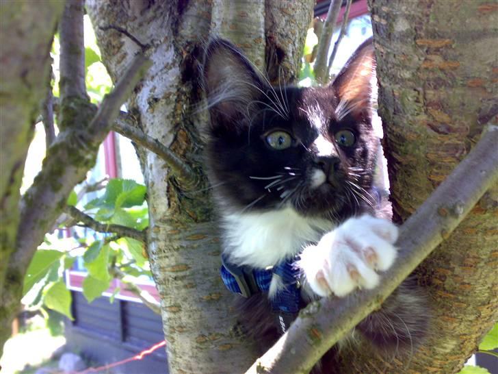 Blanding af racer Charlie billede 2