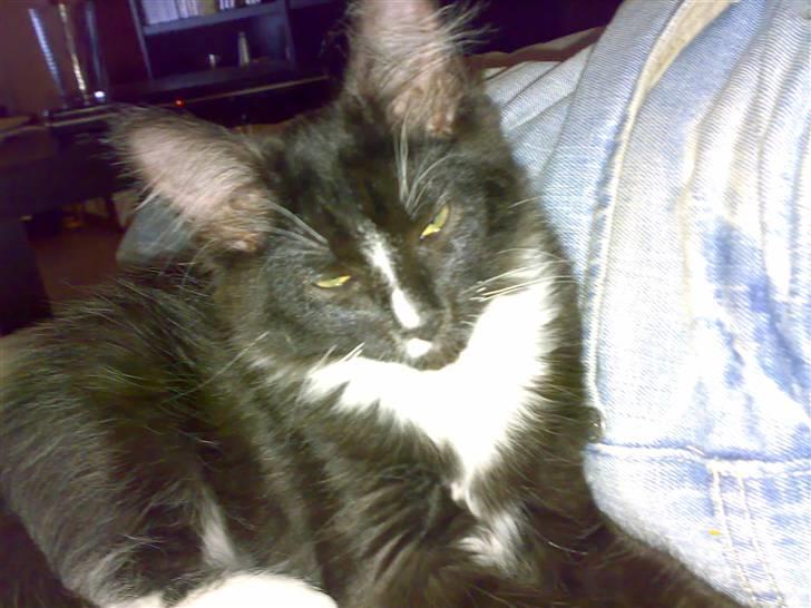 Blanding af racer Charlie billede 3