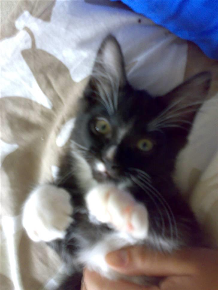 Blanding af racer Charlie billede 4