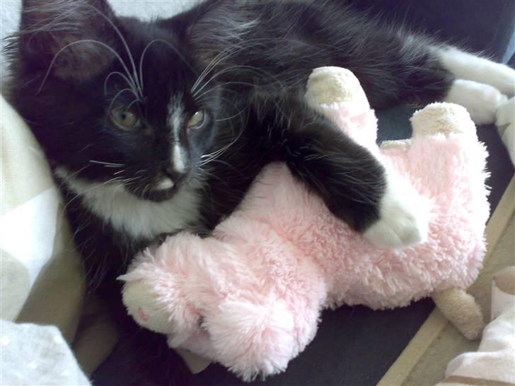 Blanding af racer Charlie billede 5