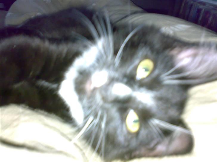 Blanding af racer Charlie billede 6