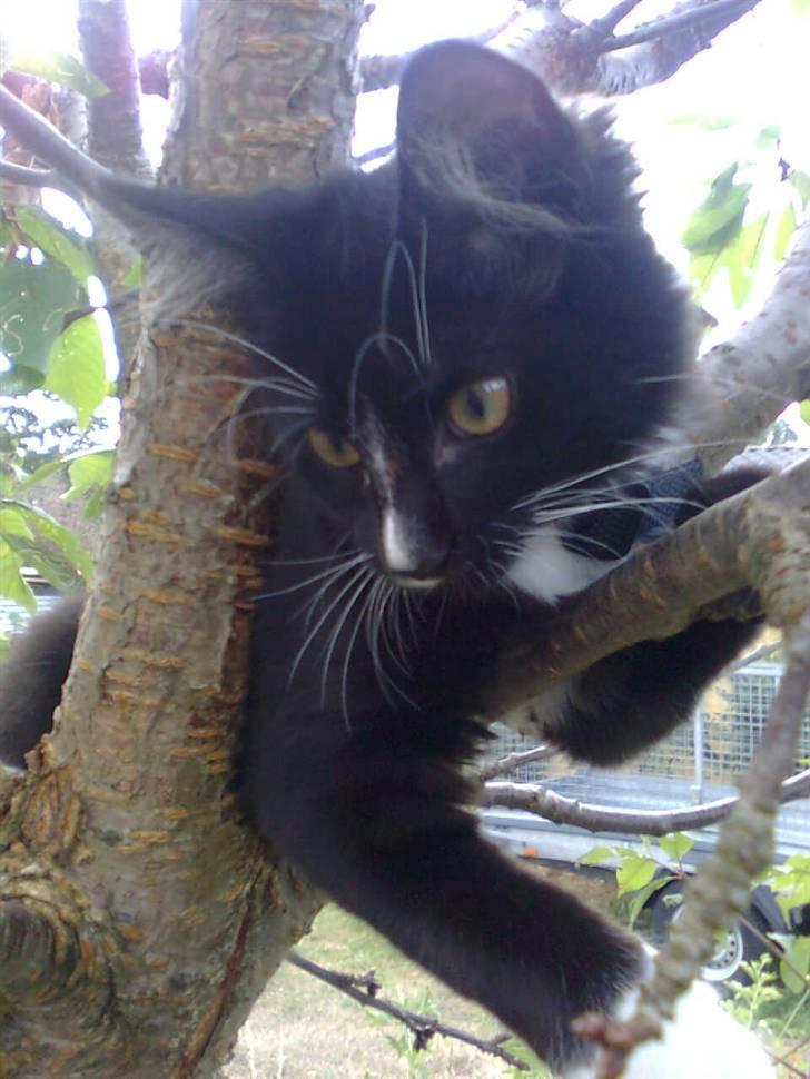 Blanding af racer Charlie billede 7