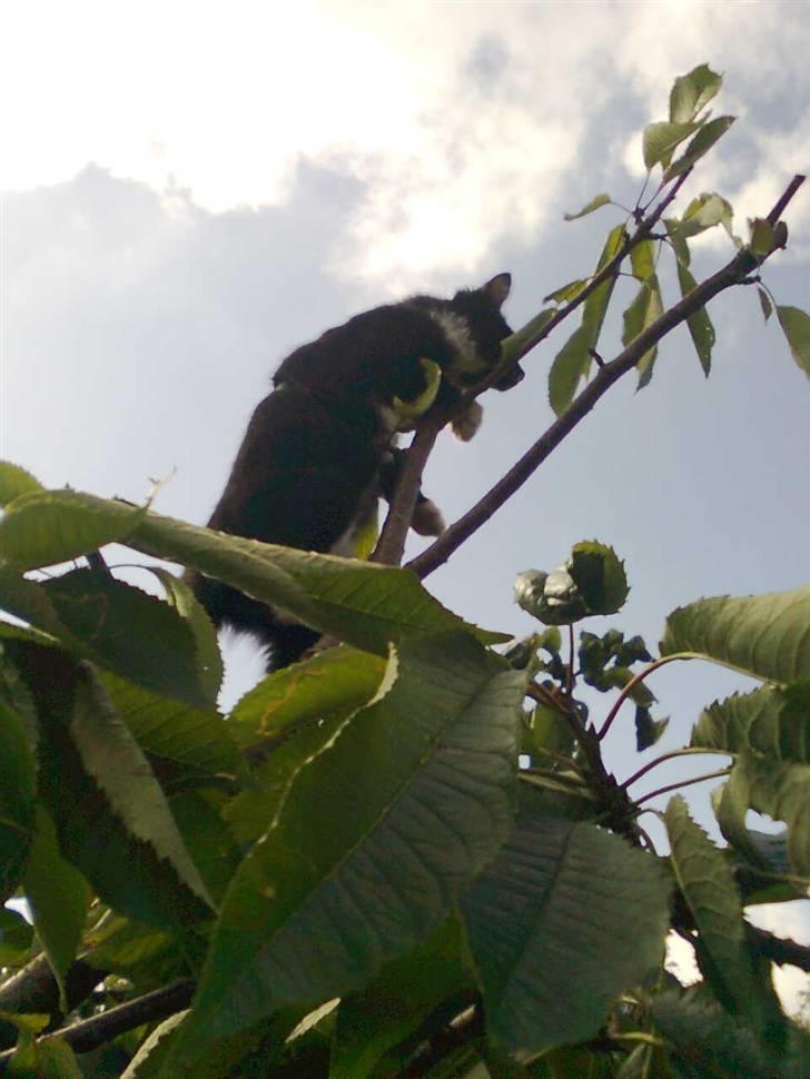 Blanding af racer Charlie billede 8