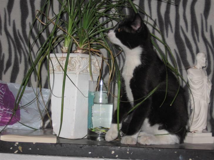 Huskat baloo *løbet væk* billede 1