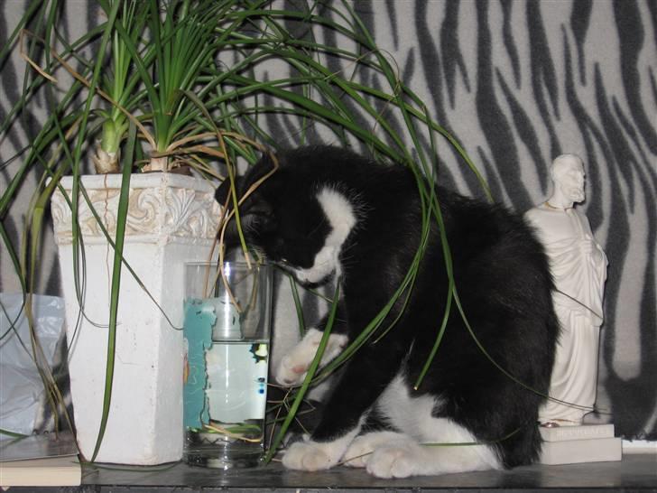 Huskat baloo *løbet væk* billede 2