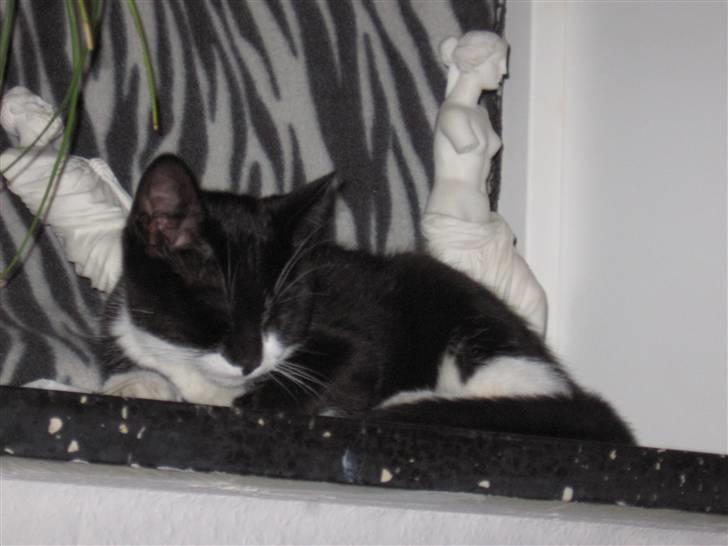 Huskat baloo *løbet væk* billede 3