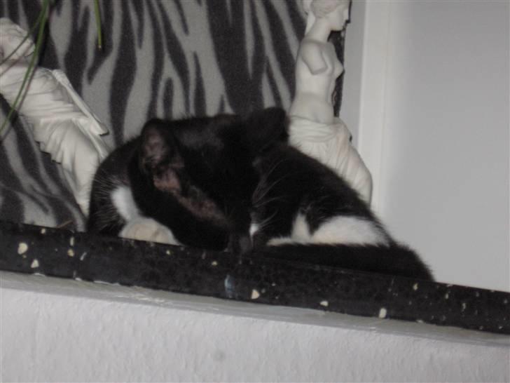 Huskat baloo *løbet væk* billede 4