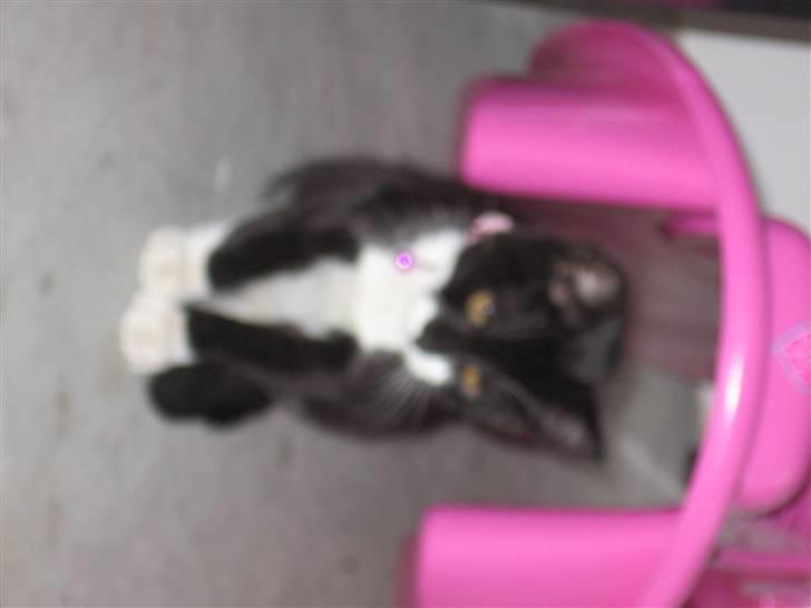 Huskat baloo *løbet væk* billede 5