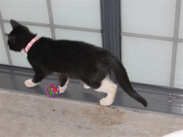 Huskat baloo *løbet væk* billede 6