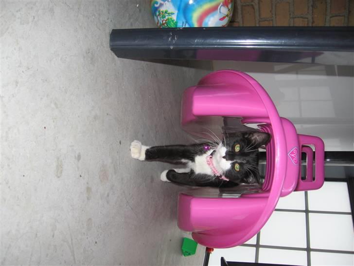 Huskat baloo *løbet væk* billede 7