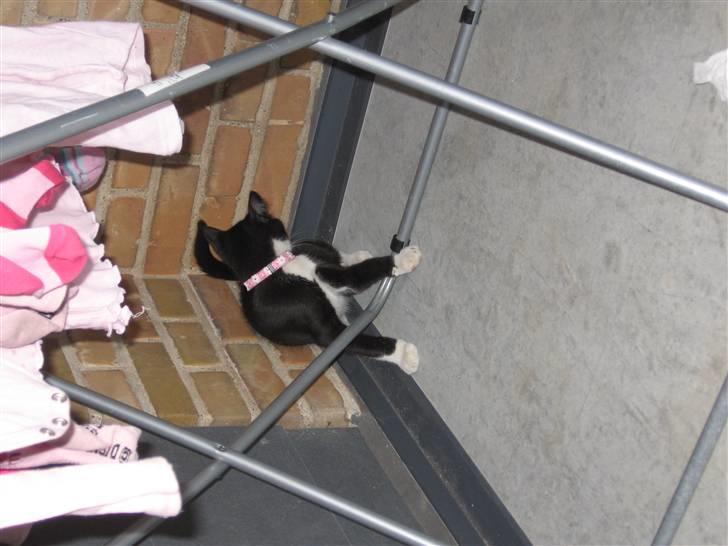 Huskat baloo *løbet væk* billede 8