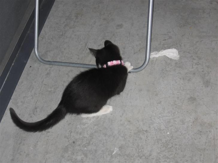 Huskat baloo *løbet væk* billede 9