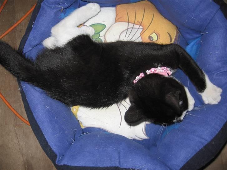 Huskat baloo *løbet væk* billede 10