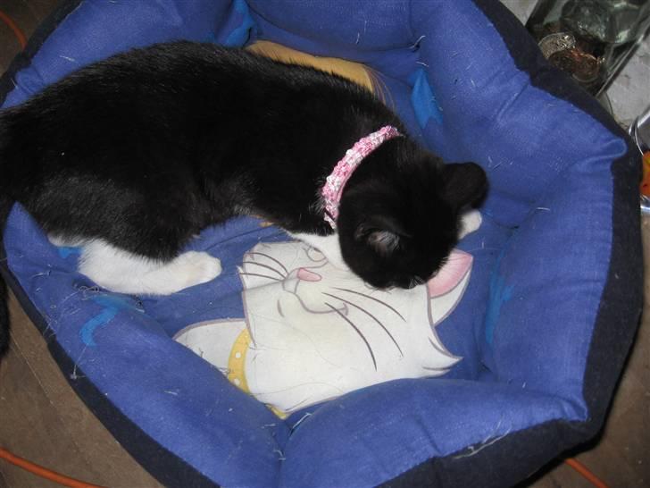 Huskat baloo *løbet væk* billede 11